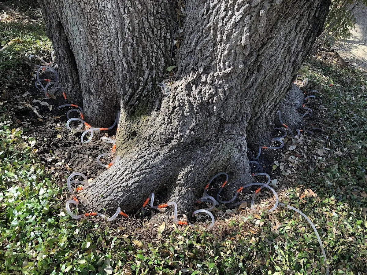 Detailed Tree Cabling and Bracing job site in Caroga Lake