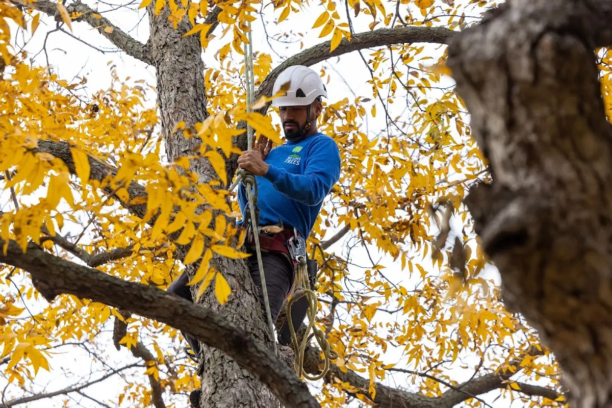 Skilled Tree Pruning crew working in Caroga Lake